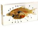 fish dissection, mounted specimen