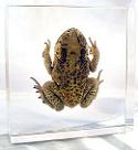 hope toad, mounted specimen