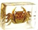 crab, preserved specimen