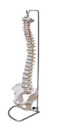 vertebral culumn with pelvis model