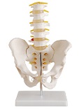 pelvis with lumar vertebrae