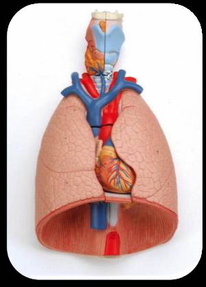 Model Lungs
